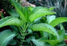 Mother of Thousands