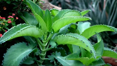 Mother of Thousands