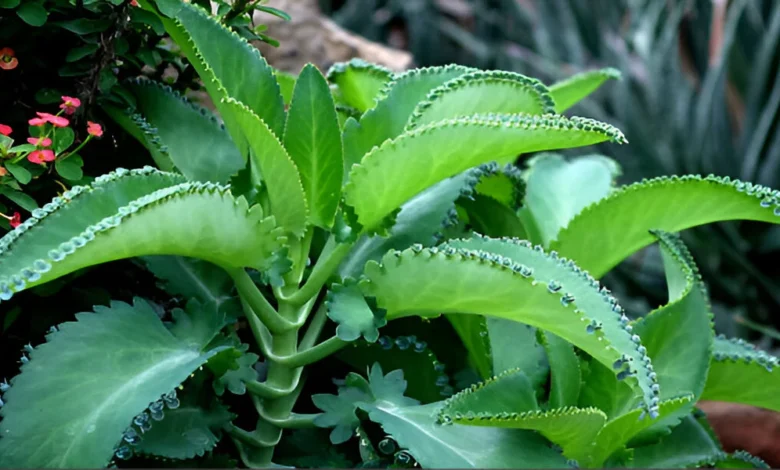 Mother of Thousands